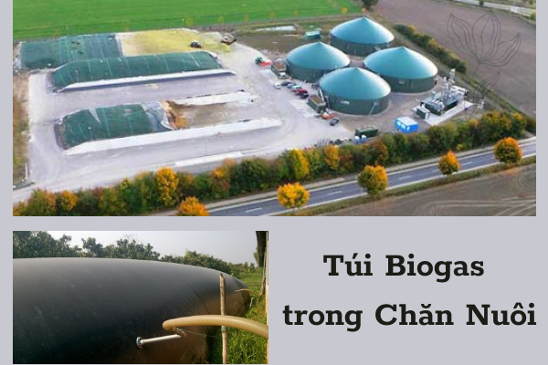 cách làm túi biogas